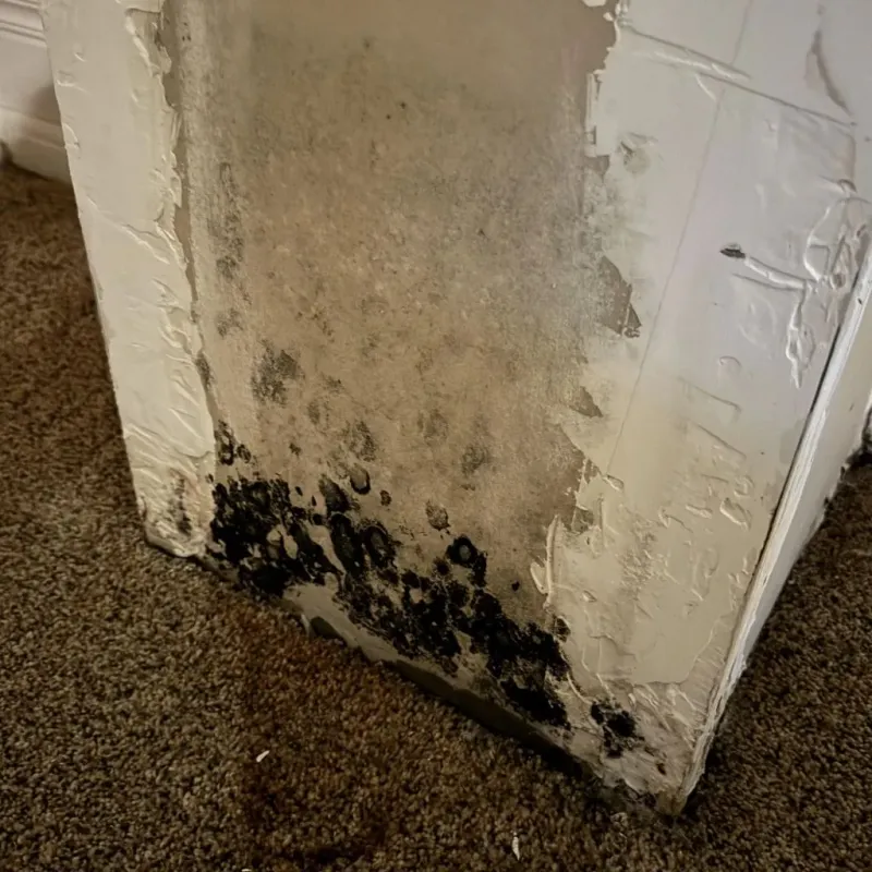Professional Mold Removal in Scottsville, NY